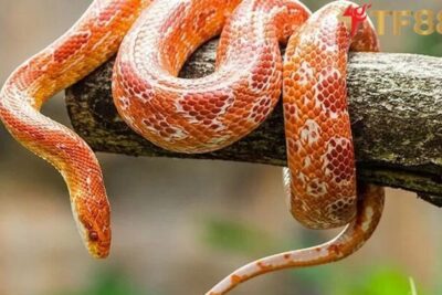 Mơ thấy rắn đuổi mang ý nghĩa gì? Điềm báo tốt hay xấu?